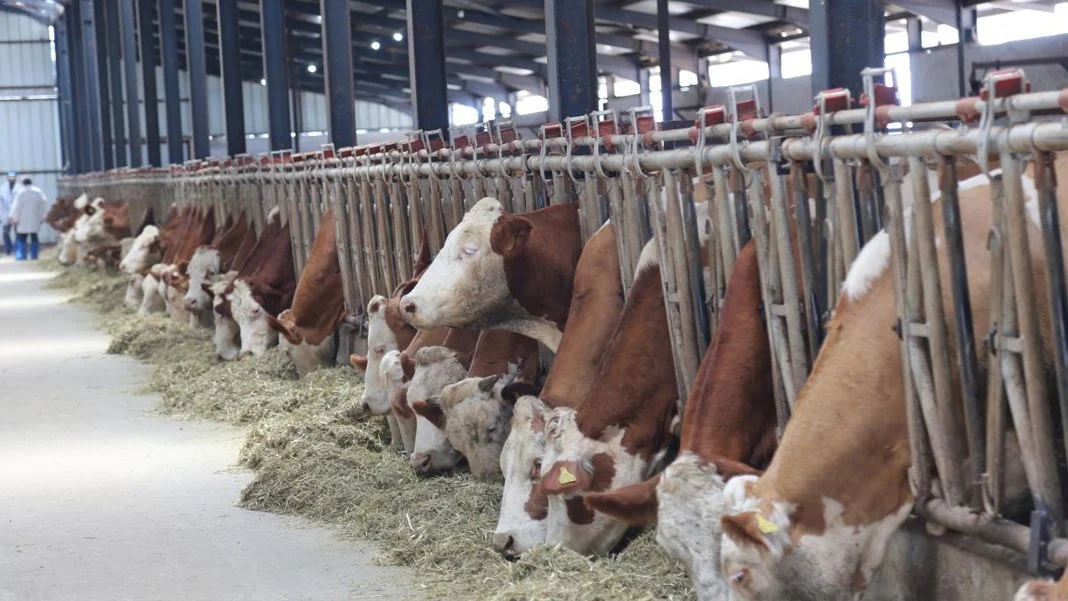 Kurbanlık fiyatlarında akılalmaz zam!