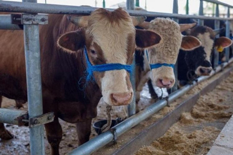 Satılamayan kurbanlıklar için karar!