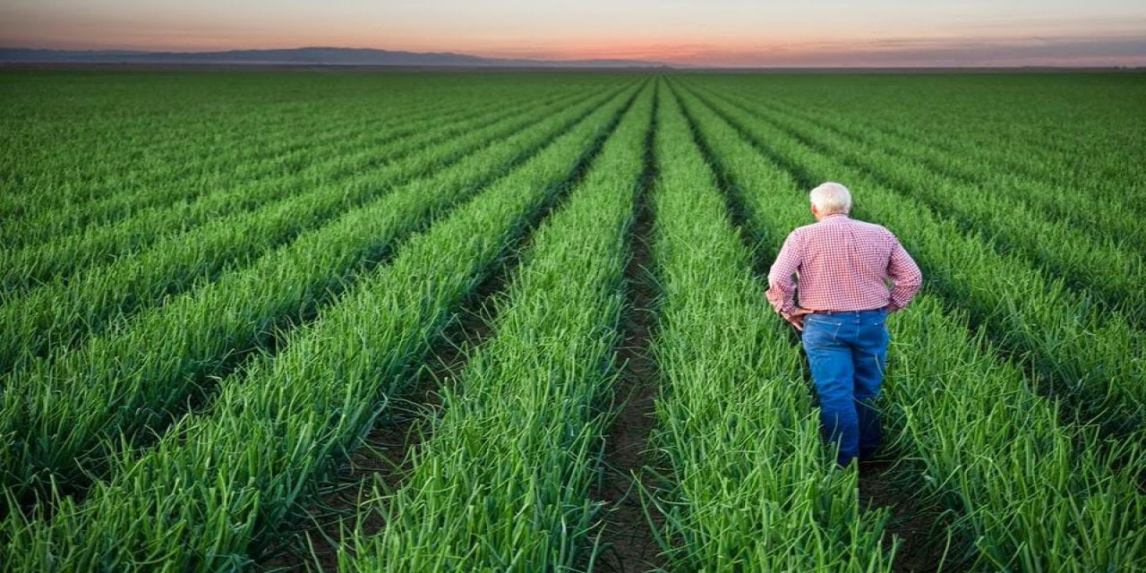 Fiyatı tarlada 2,5 TL, çiftçi koyunlara yediriyor!