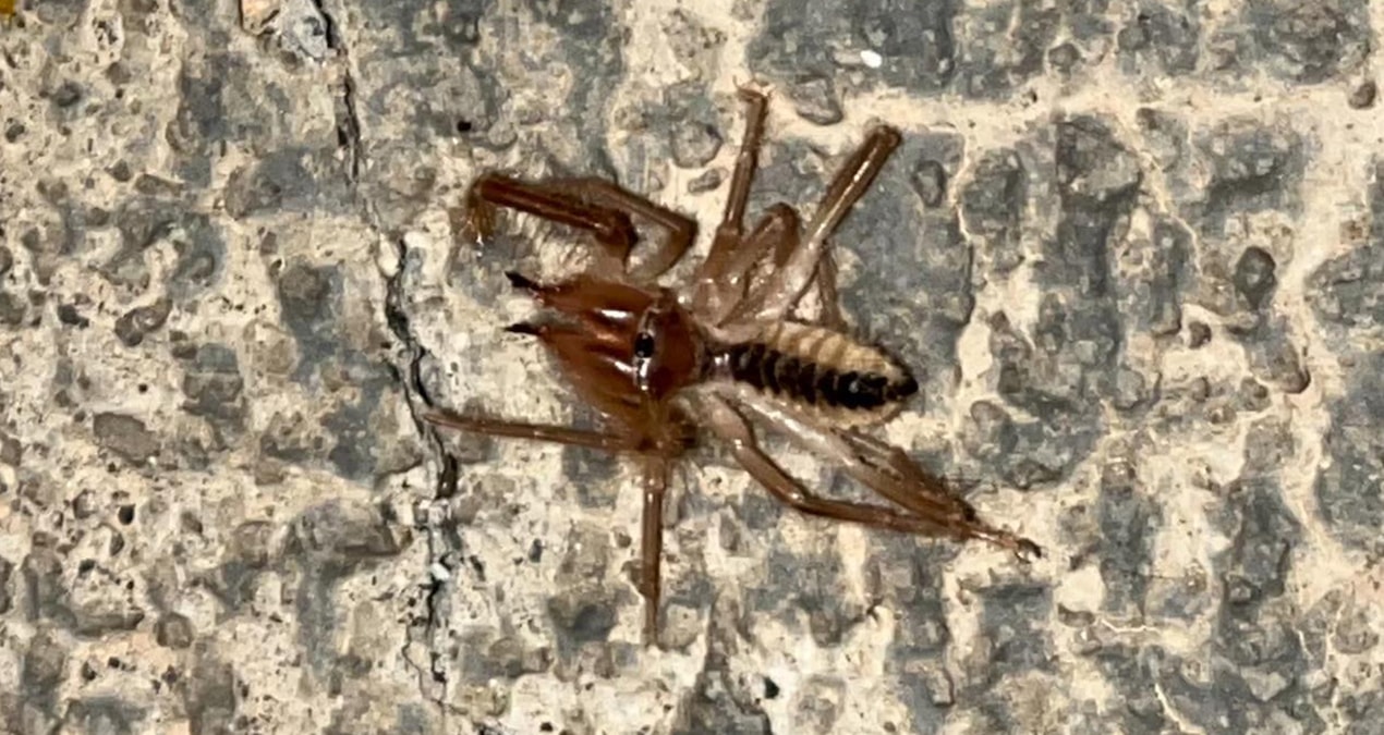 Havalar ısındı kâbus ortaya çıktı!