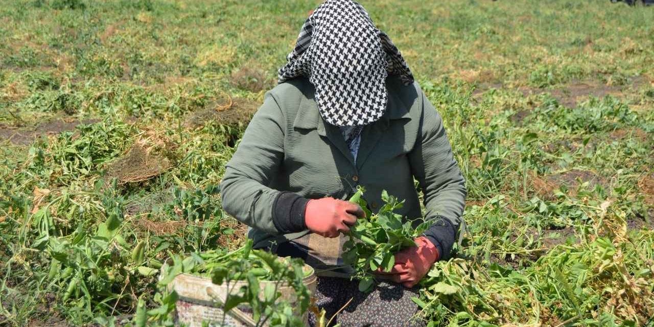 Tarlada 3 Lira Markette 30 Lira!