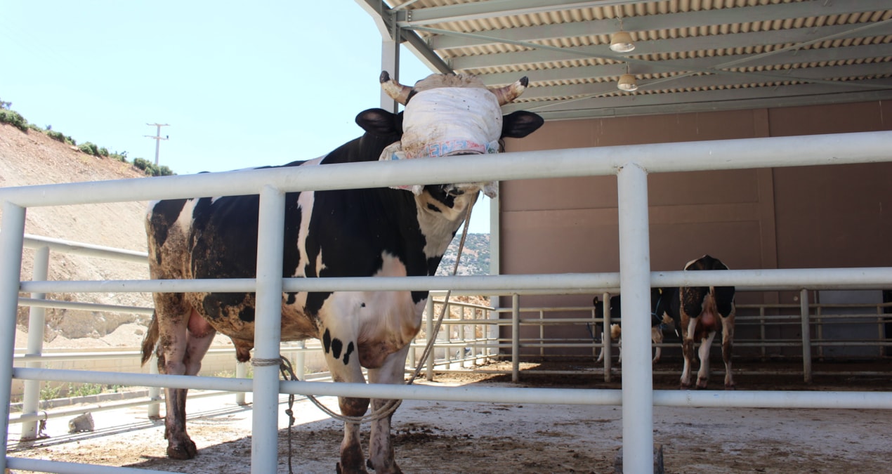 Kesimhanelere kamera zorunluluğu geliyor