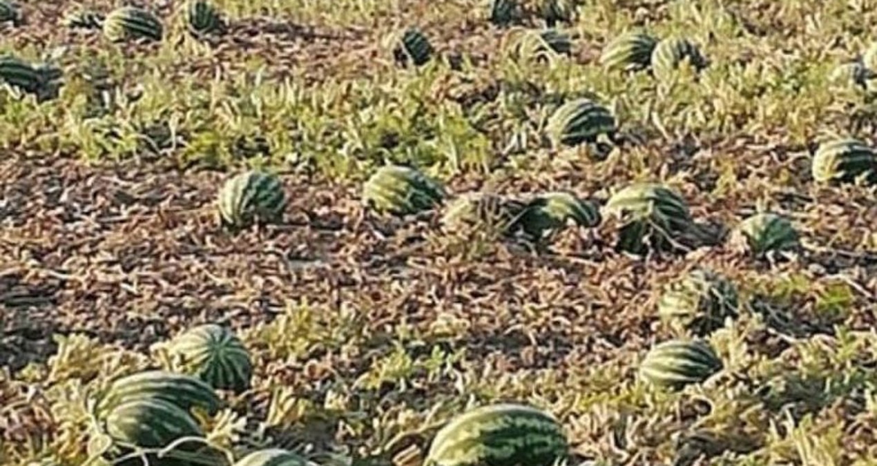 Tarlada para etmedi, markette cep yaktı