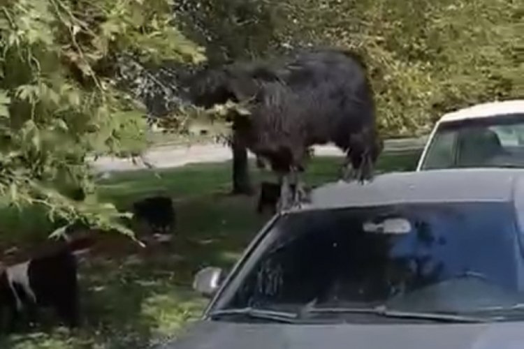 BURSADA GÜLDÜREN GÖRÜNTÜ