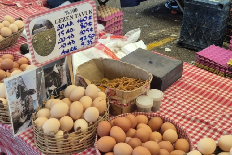 GEZEN TAVUK ŞOKE ETTİ