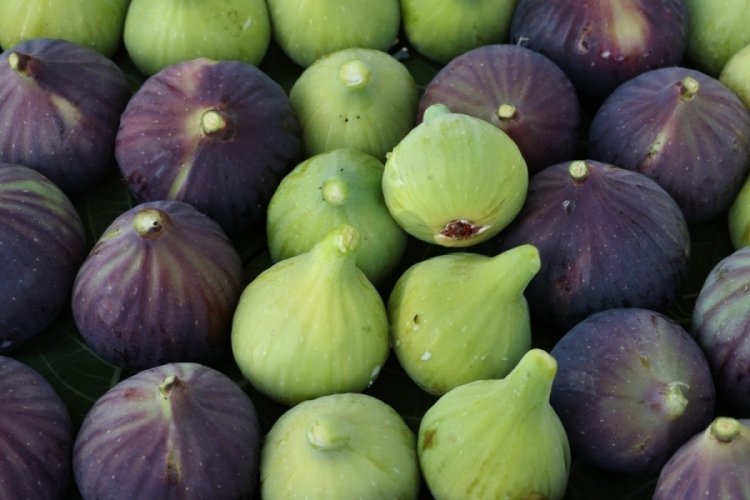 SİYAH İNCİR YARIŞTI