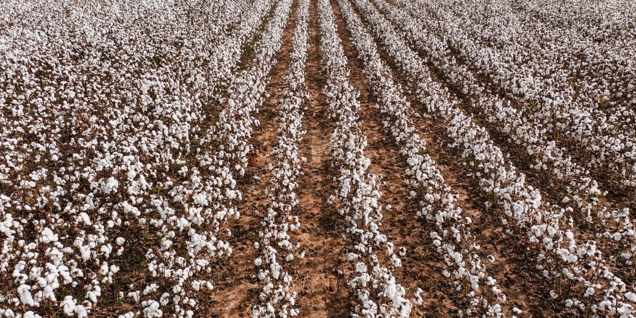 Pamuk üreticisinin büyük zararı!