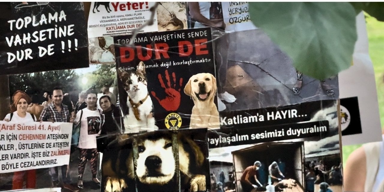 Sokak hayvanları yasası esastan görüşülecek!