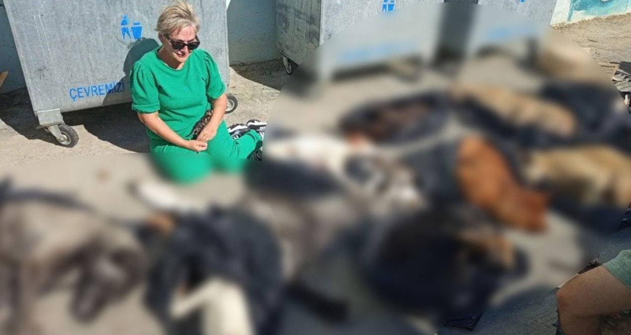 AKP’li belediye köpek katliamı yaptı