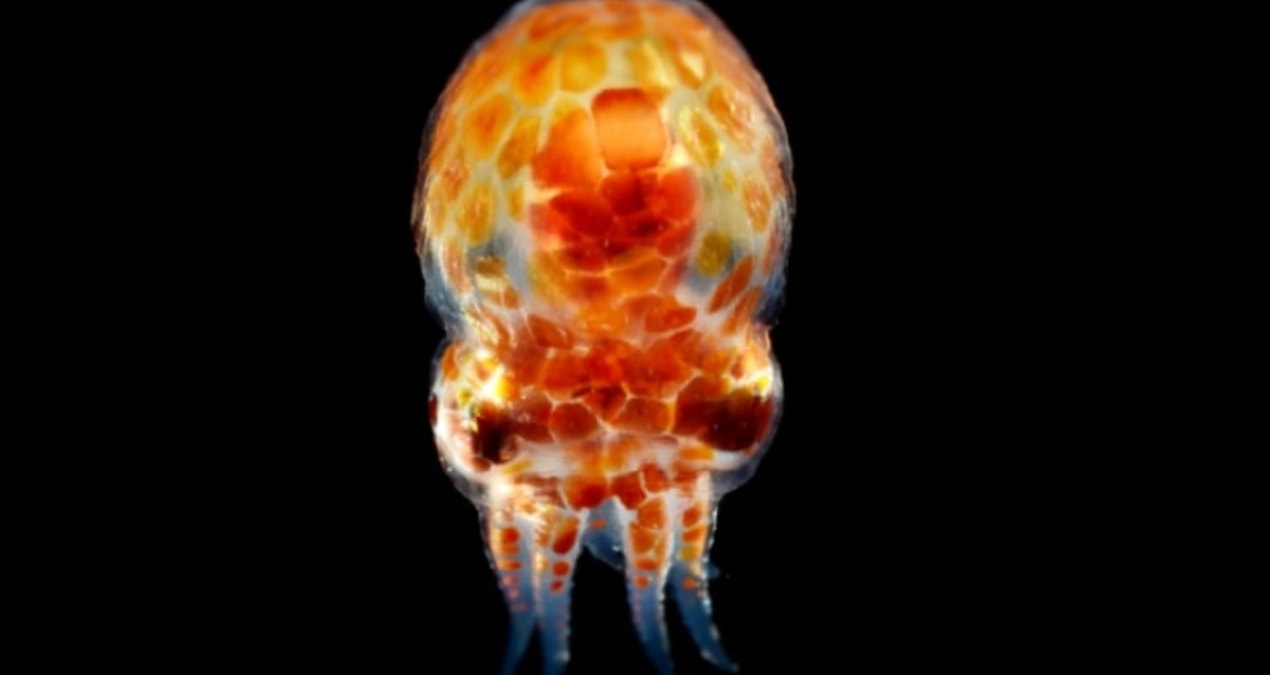 Büyüleyici hayvanın kamuflaj sırları ortaya çıktı