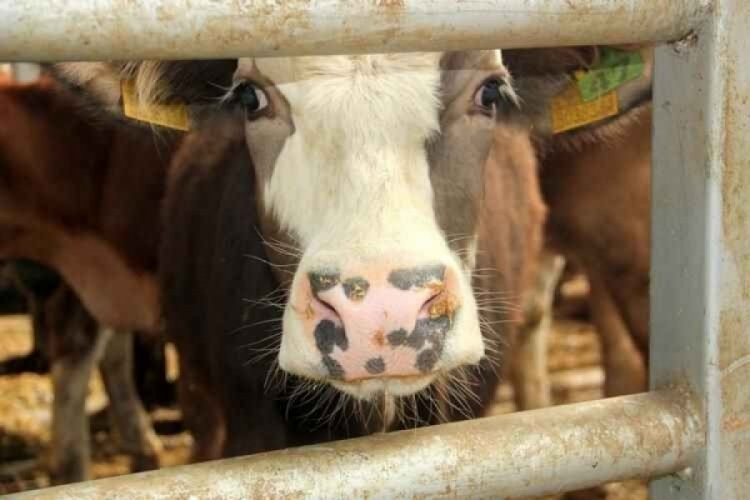 Şap Hastalığı Bursa’da hortladı