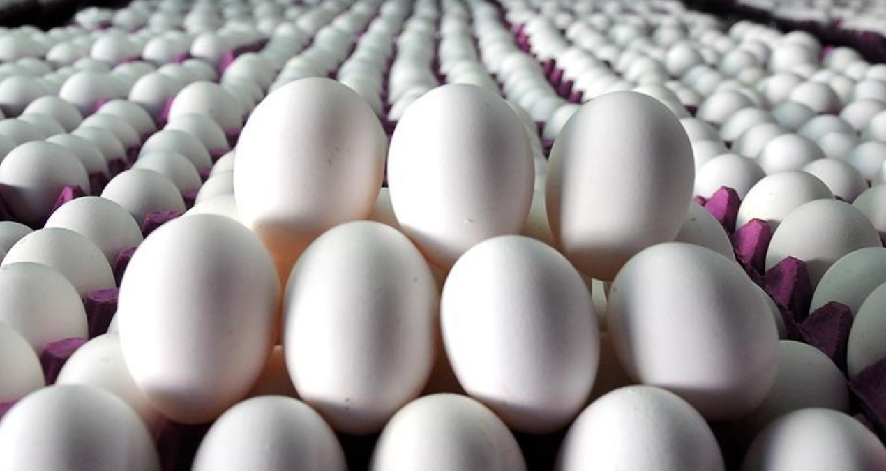 Türkiye, ABD’ye 15 bin ton yumurta ihraç edecek