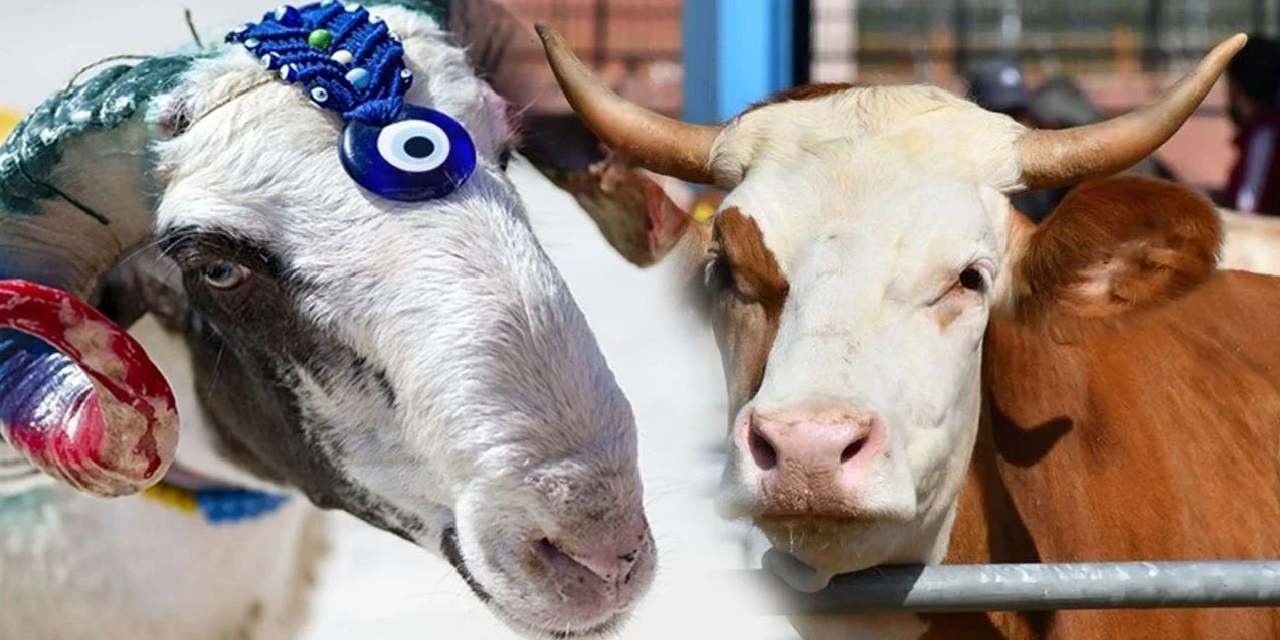 2025 kurban kesim bedeli belli oldu