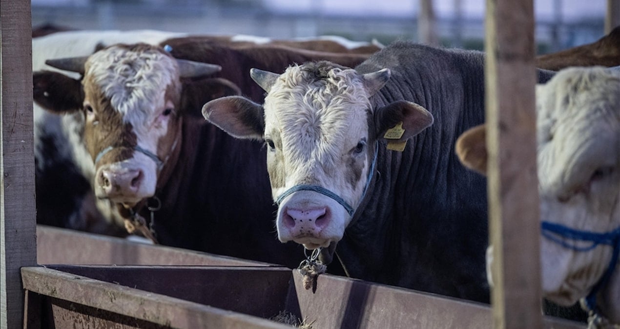 Et ve Süt Kurumu, kurban pazarlarında satılamayan hayvanları satın alacak