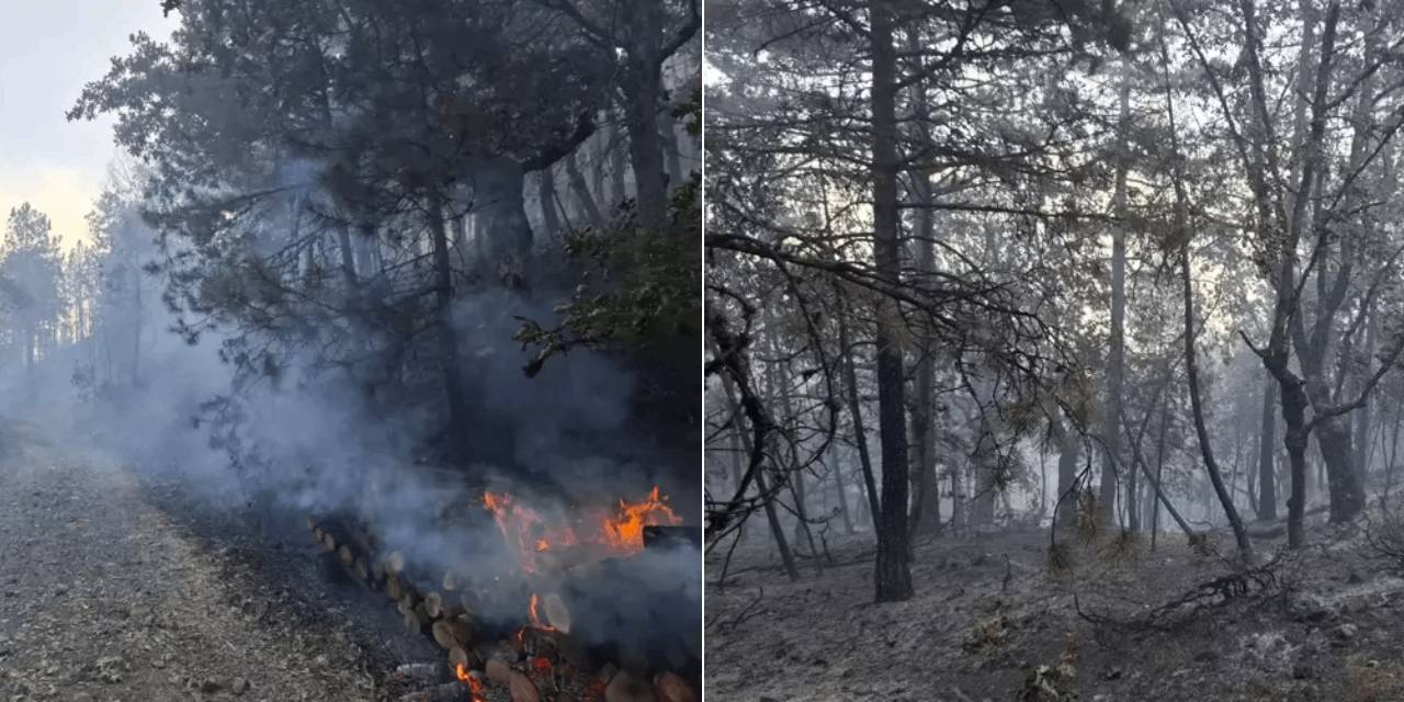 Bursa’da orman alev alev: Testere kıvılcımı 9 kişiyi gözaltına aldırdı