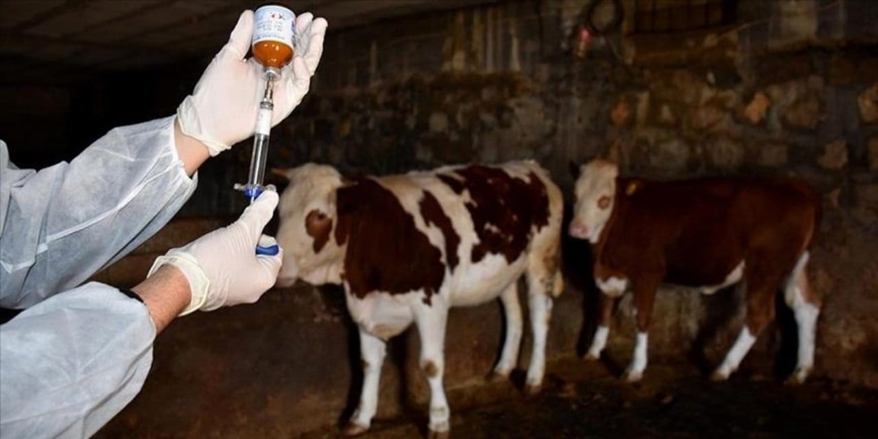 Şap salgını kontrol altına alındı