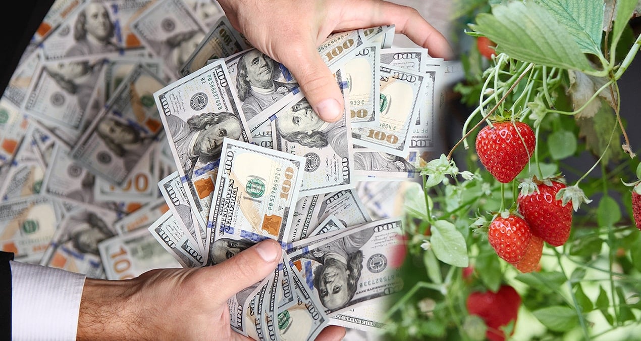 Milyoner sayısı rekor kırdı ama… Sadece ‘organik çilek’ alabiliyor