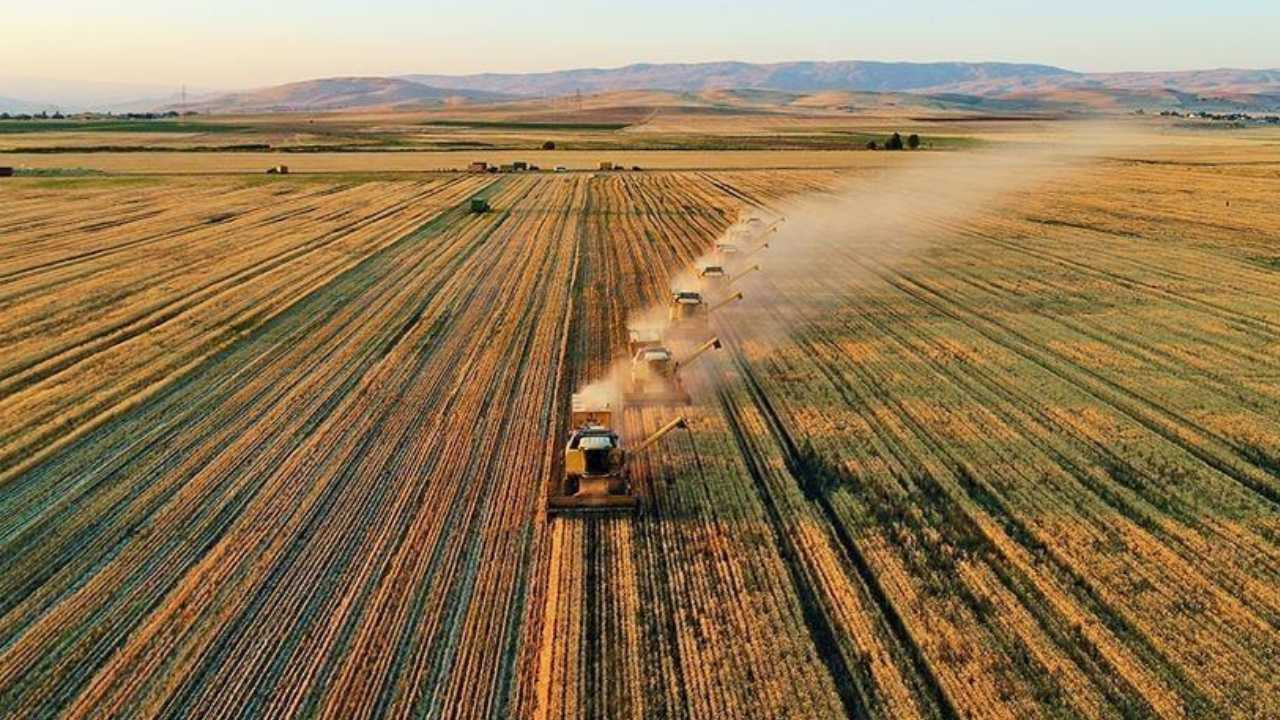 Yağışlar arttı tarımda bolluk yaşandı